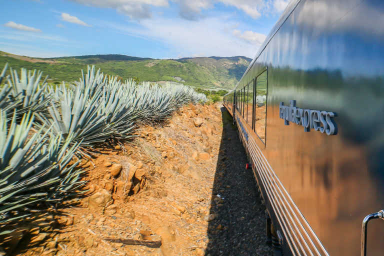 ¿Cuánto cuesta viajar en el Tequila Express, un tren turístico que recorre el bello paisaje agavero