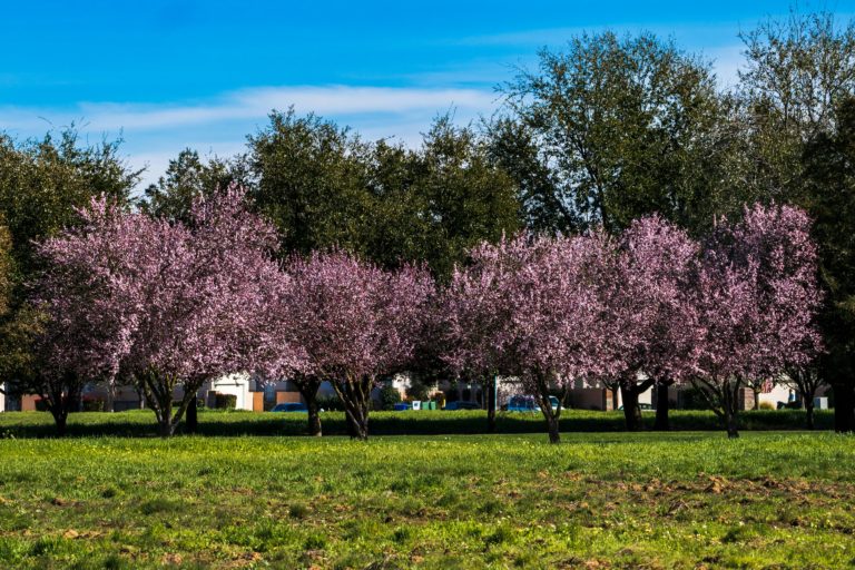 Viaje a California: la mejor guía para explorar lugares poco conocidos