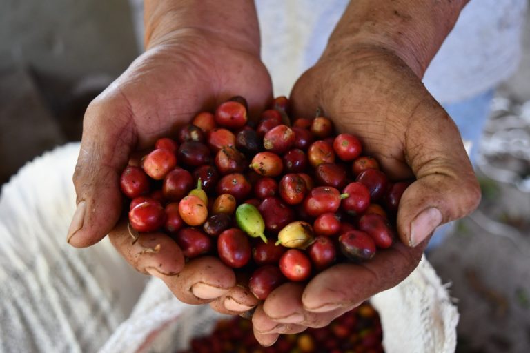 Café de Colima 1