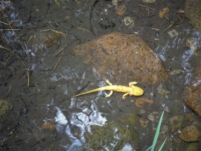 ajolotes en méxico desierto de leones