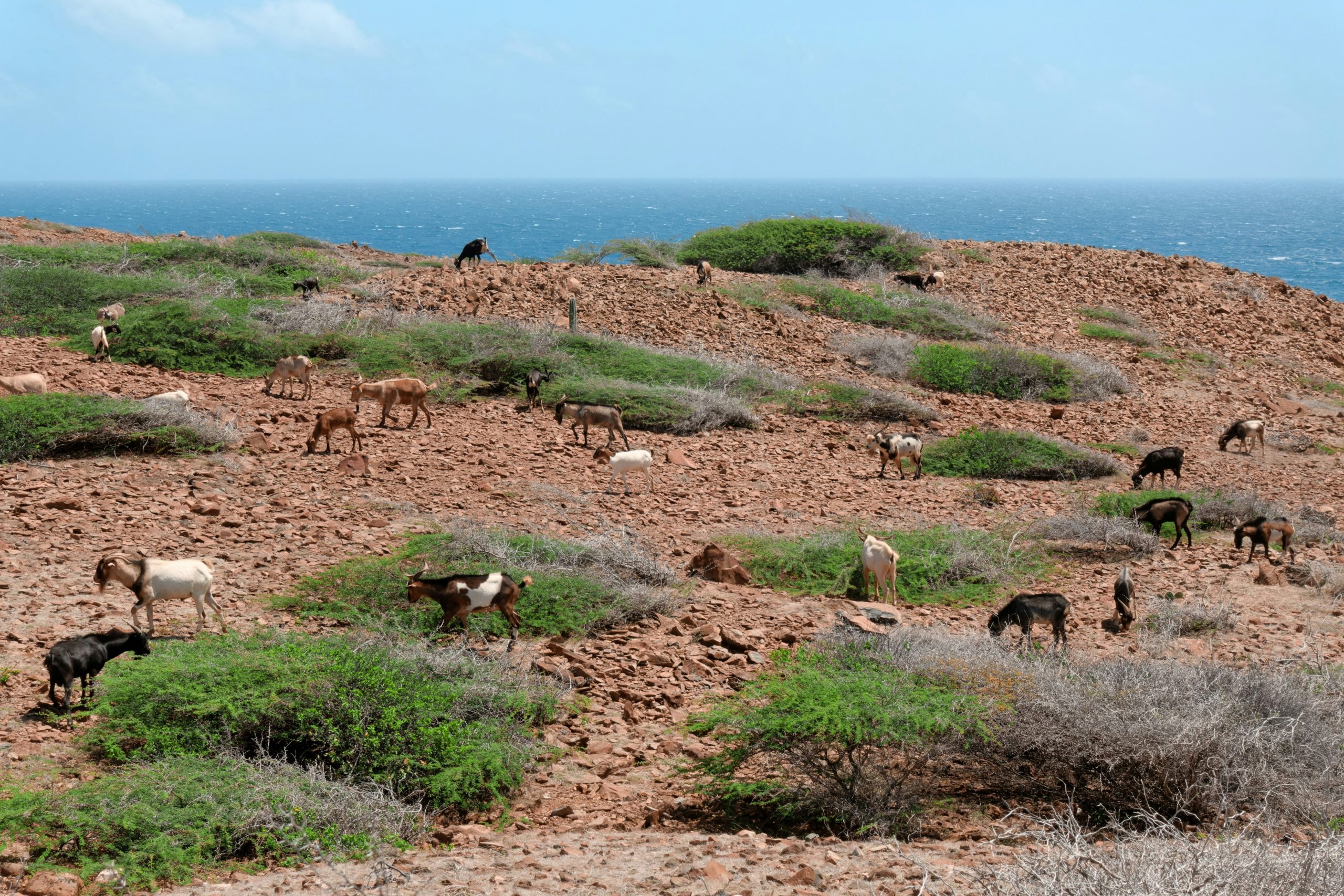 aruba que hacer parque arikok