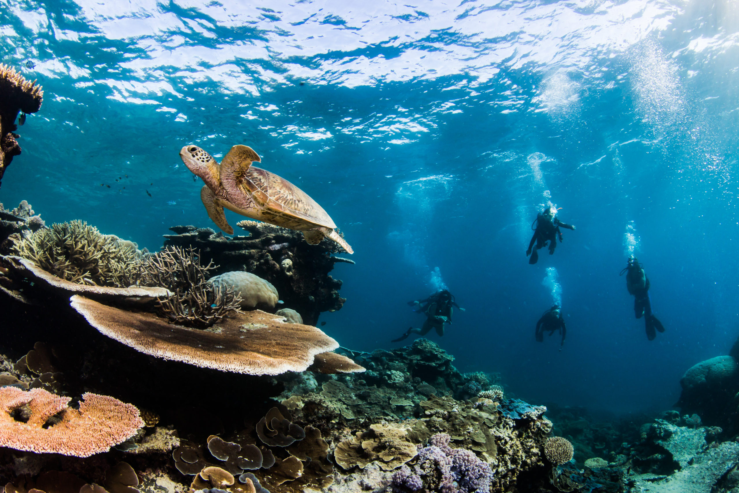 barrera coral patrimonios mundiales en peligro