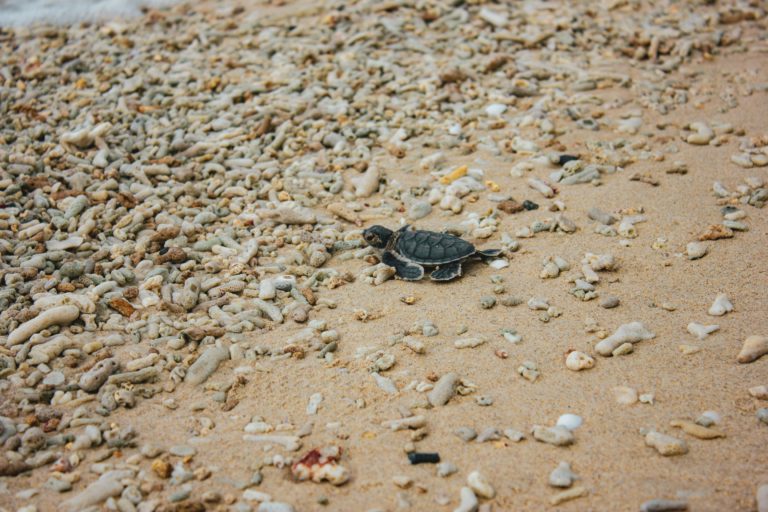 Cierre exitoso de la Temporada 2024 de Tortugas Marinas