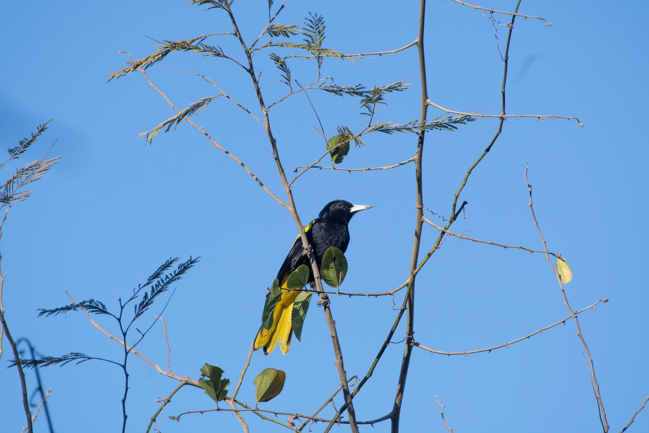 especies en colima birding 2024