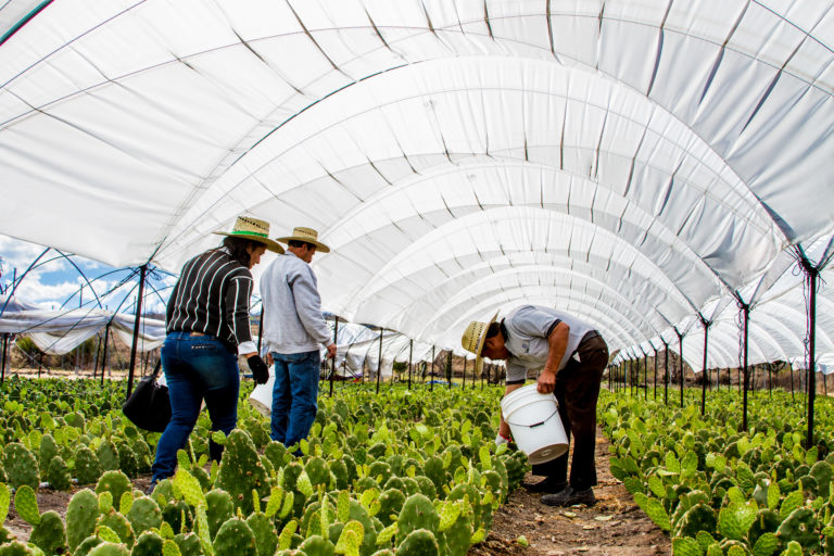 Vive el Circuito del Nopal y disfruta los sabores de Guanajuato