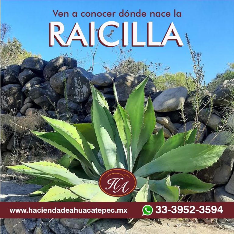 hacienda-ahuacatepec-en-jalisco-raicilla