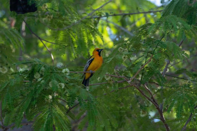 ¡Ven, vamos a pajarear al Colima Birding 2024!