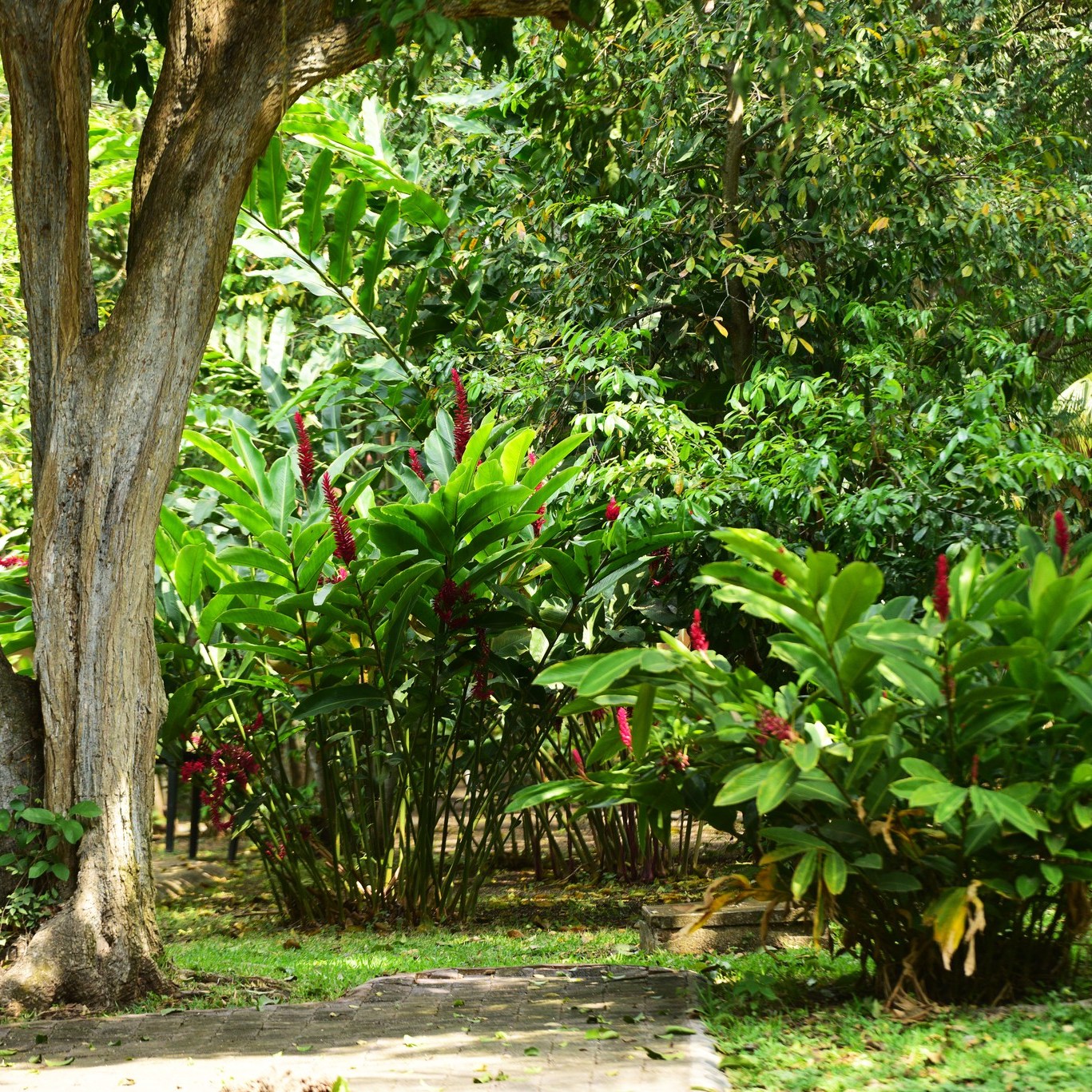 vegetacion de aguas termales el carrizal