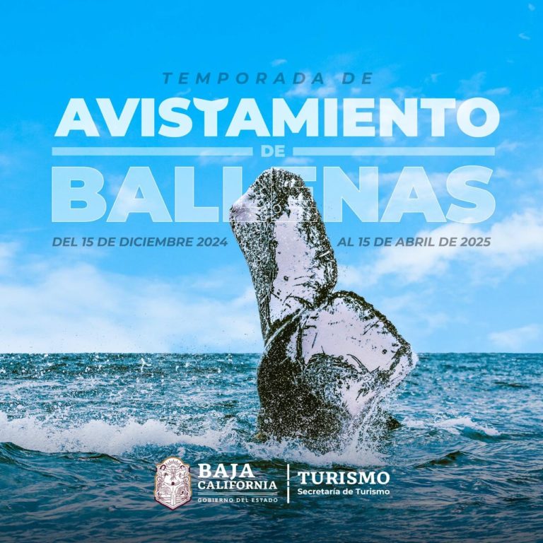 Comienza temporada de avistamiento de ballena gris en Ensenada