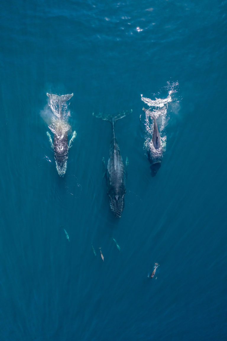 Ballenas jorobadas