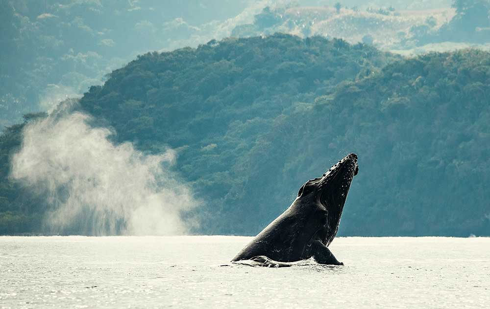 avistamiento de ballenas jorobadas nayarit