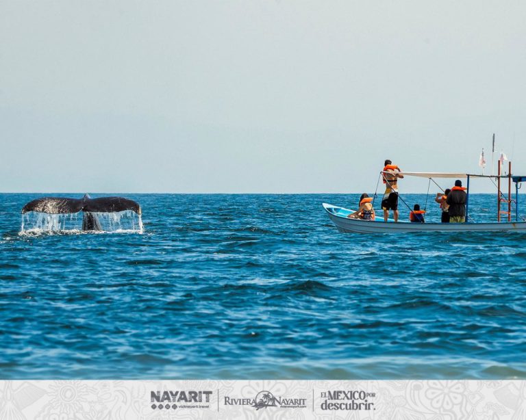 avistamiento-de-ballenas-jorobadas-temporada-nayarit