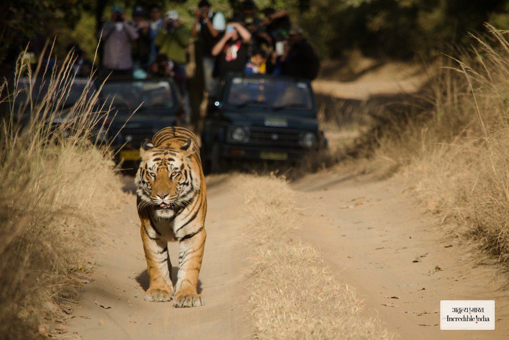 bandhavgarh tigres de bengala india