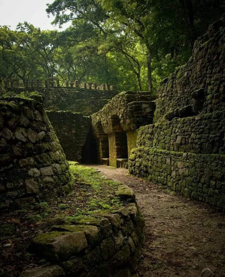 chiapas metro viveros selva lacandona