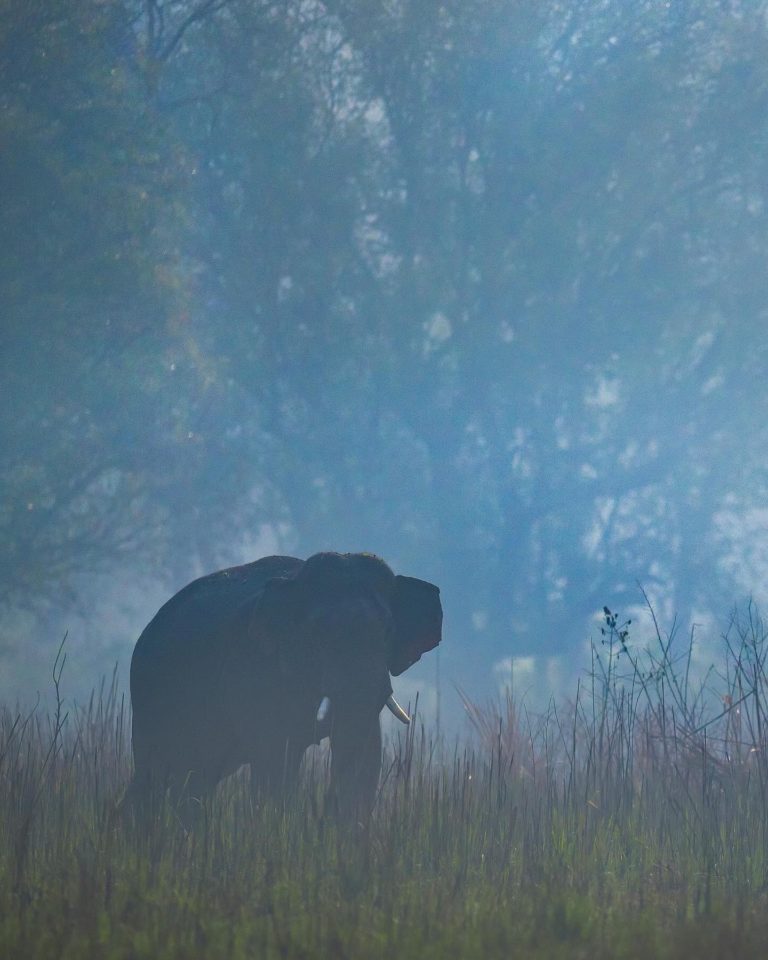 corbett-tigres-de-bengala-india