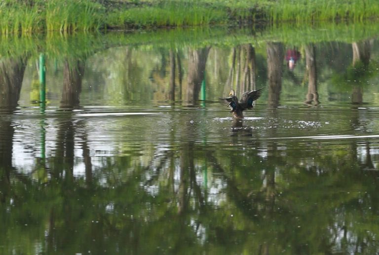 especies-parque-xochimilco-en-cdmx