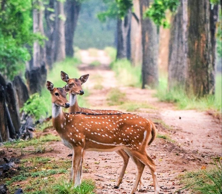 kanha-tigres-de-bengala-india