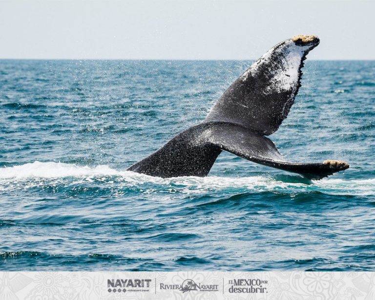 Avistamiento de ballenas jorobadas: dónde verlas en Nayarit