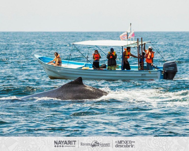 nayarit-méxico-avistamiento-de-ballenas-jorobadas