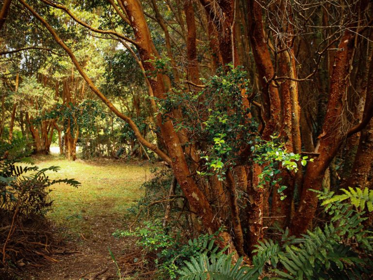 Parque Nacional Chiloé: explora sus senderos en medio de paisajes alucinantes