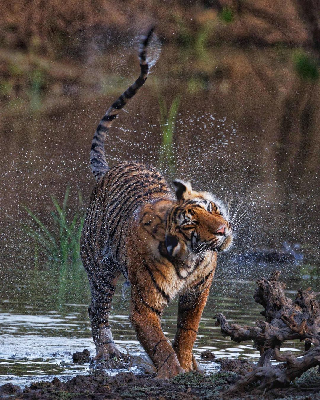 ranthambore tigres de bengala india