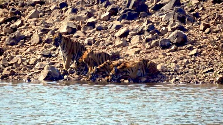 tadoba-tigres-de-bengala-india