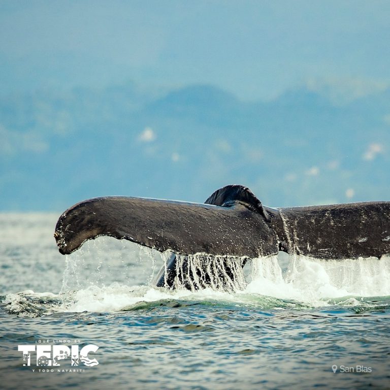 temporada-avistamiento-de-ballenas-jorobadas-nayarit