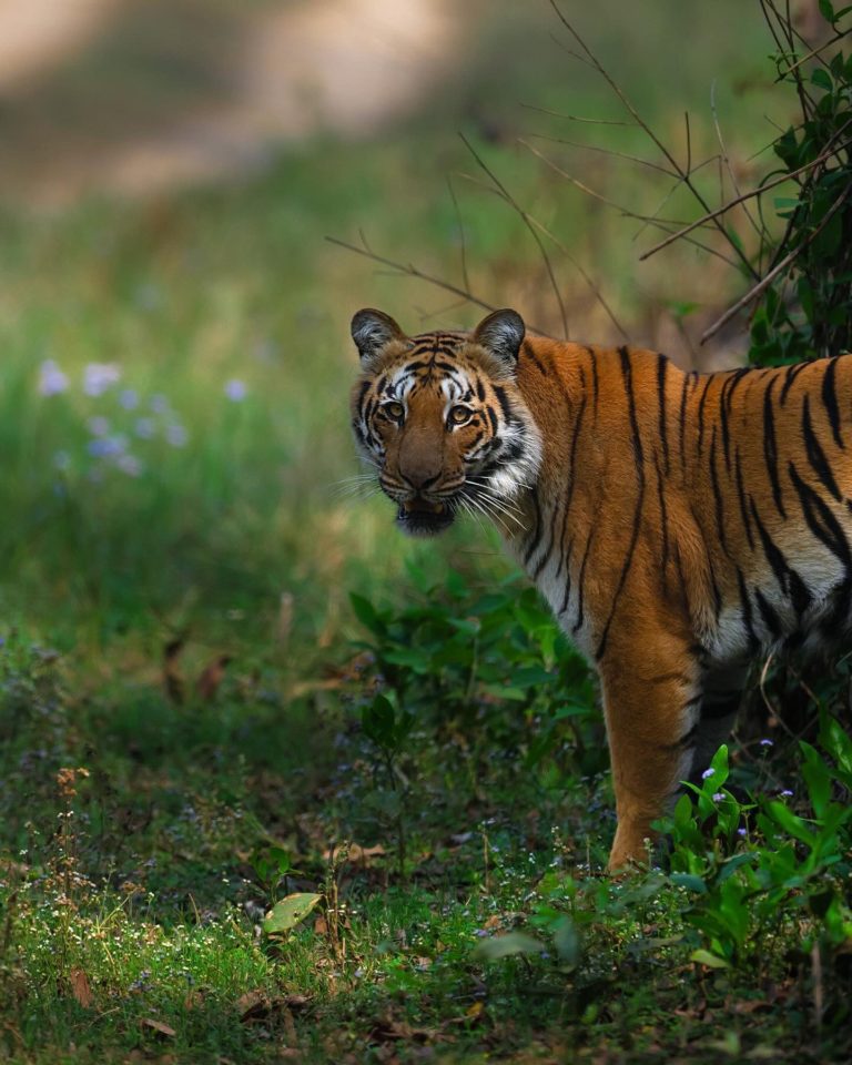 tigres-de-bengala-corbett-india