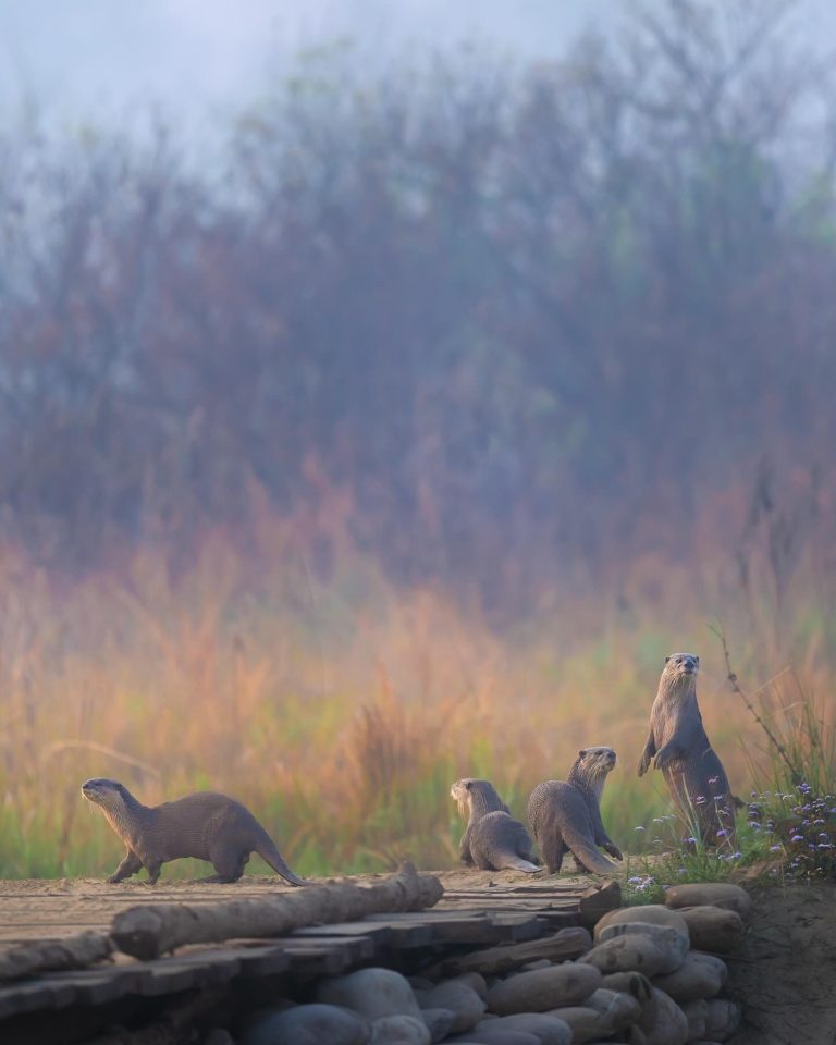 tigres-de-bengala-corbett-parque-nacional