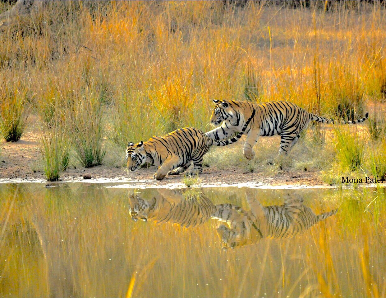 tigres de bengala india bandhavgarh