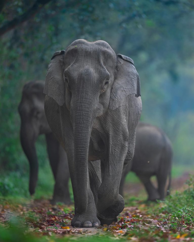 tigres-de-bengala-india-corbett