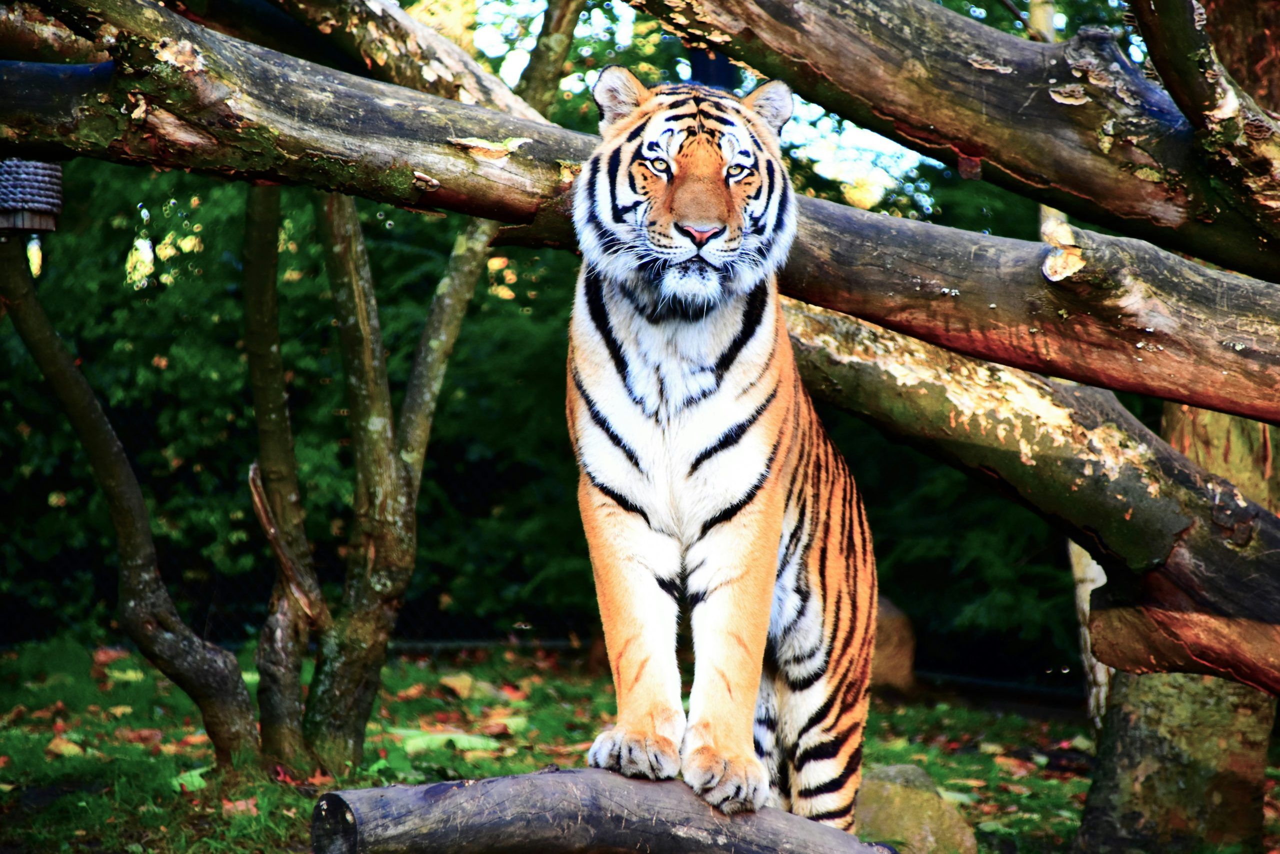 tigres de bengala india curiosidades