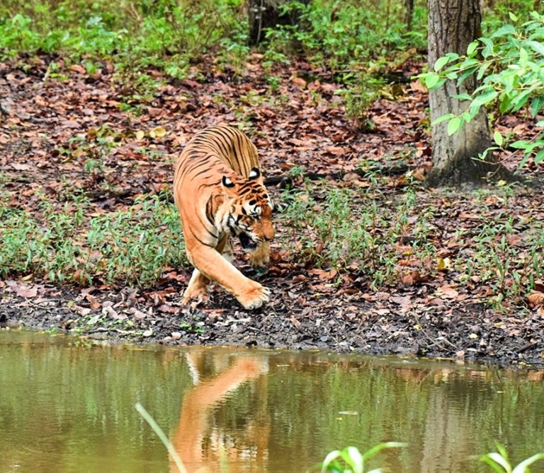 tigres-de-bengala-india-kanha