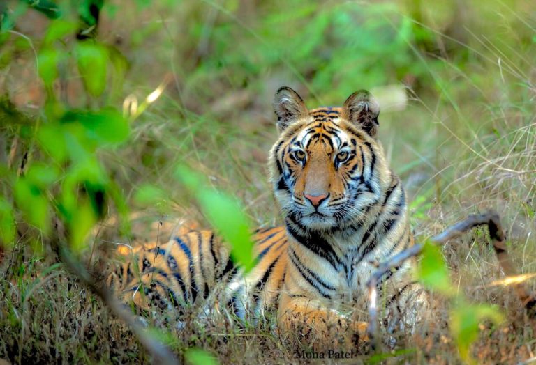 Estos son los mejores lugares en India para ver tigres de Bengala