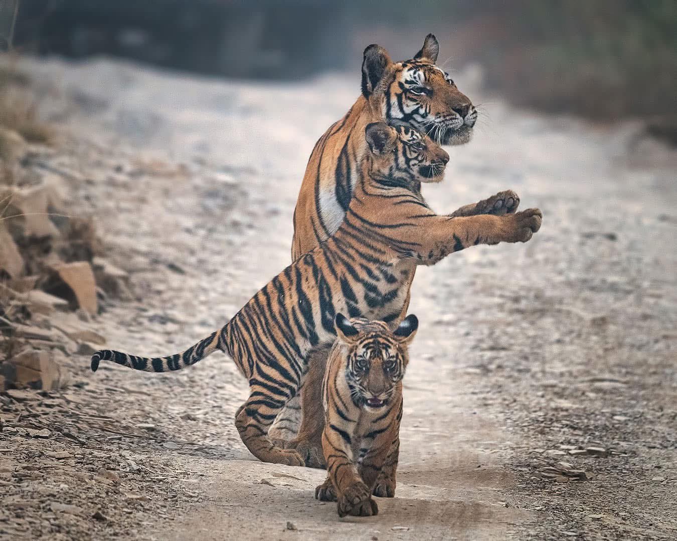 tigres de bengala india panna