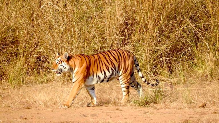 tigres-de-bengala-india-tadoba