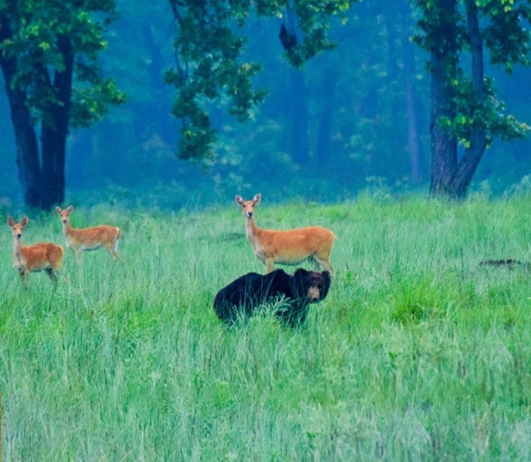 tigres-de-bengala-kanha-india