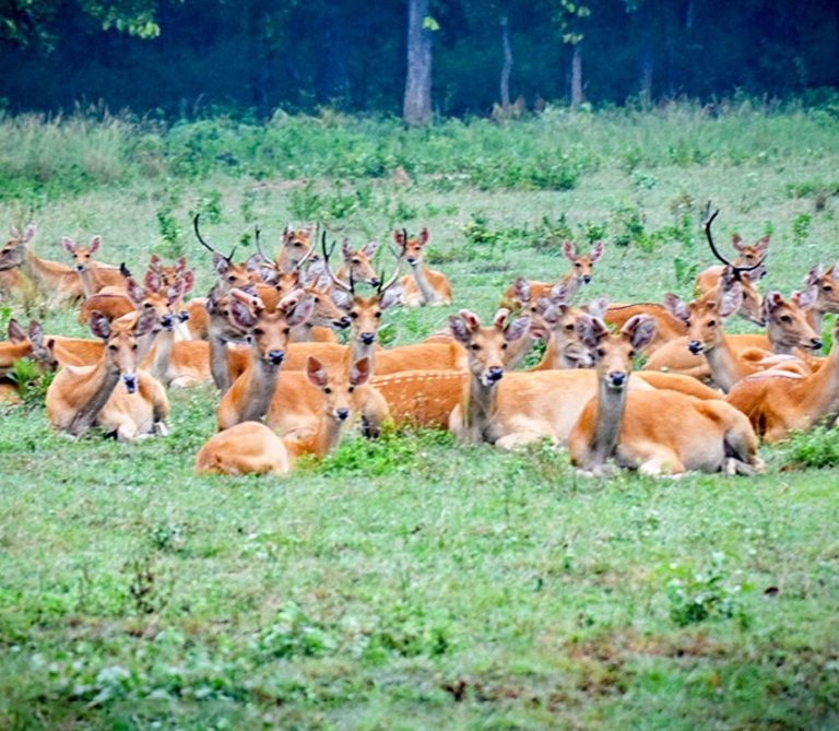 tigres-de-bengala-kanha-parque-nacional