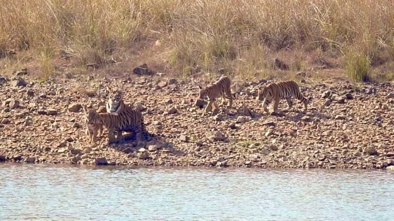 tigres-de-bengala-tadoba-india