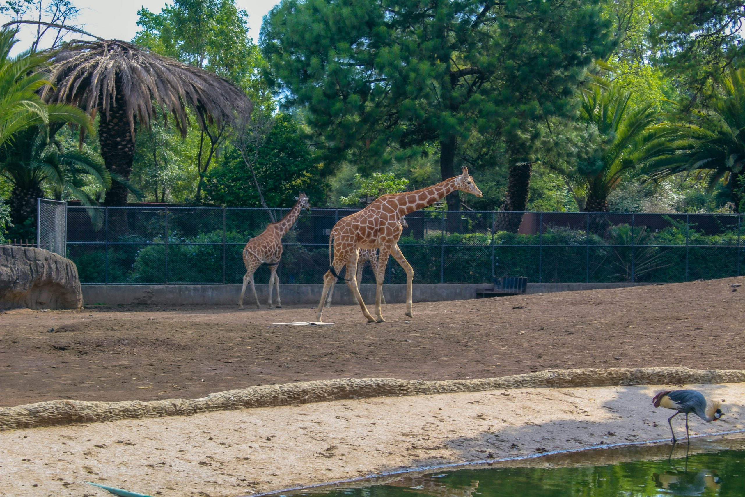 zoologico del bosque de chapultepec