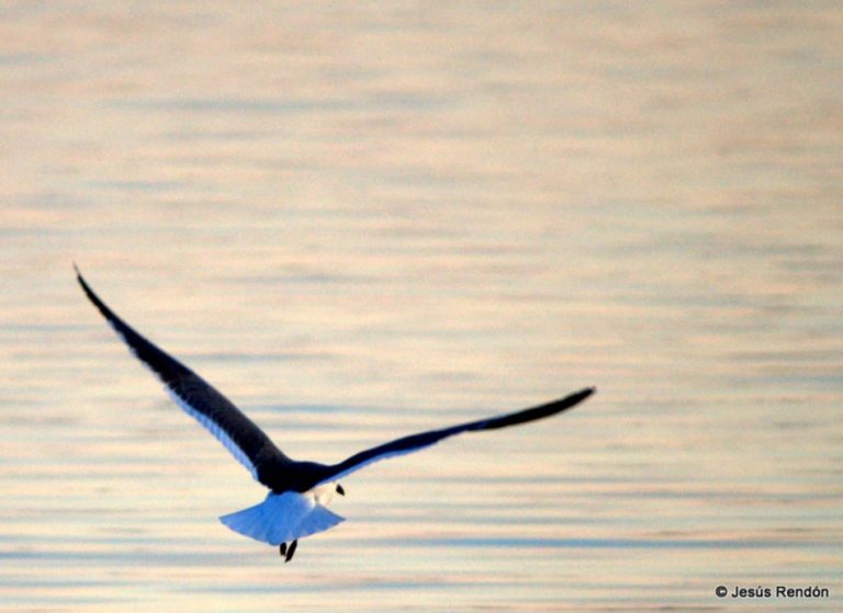 Laguna-de-Cuyutlán-aves