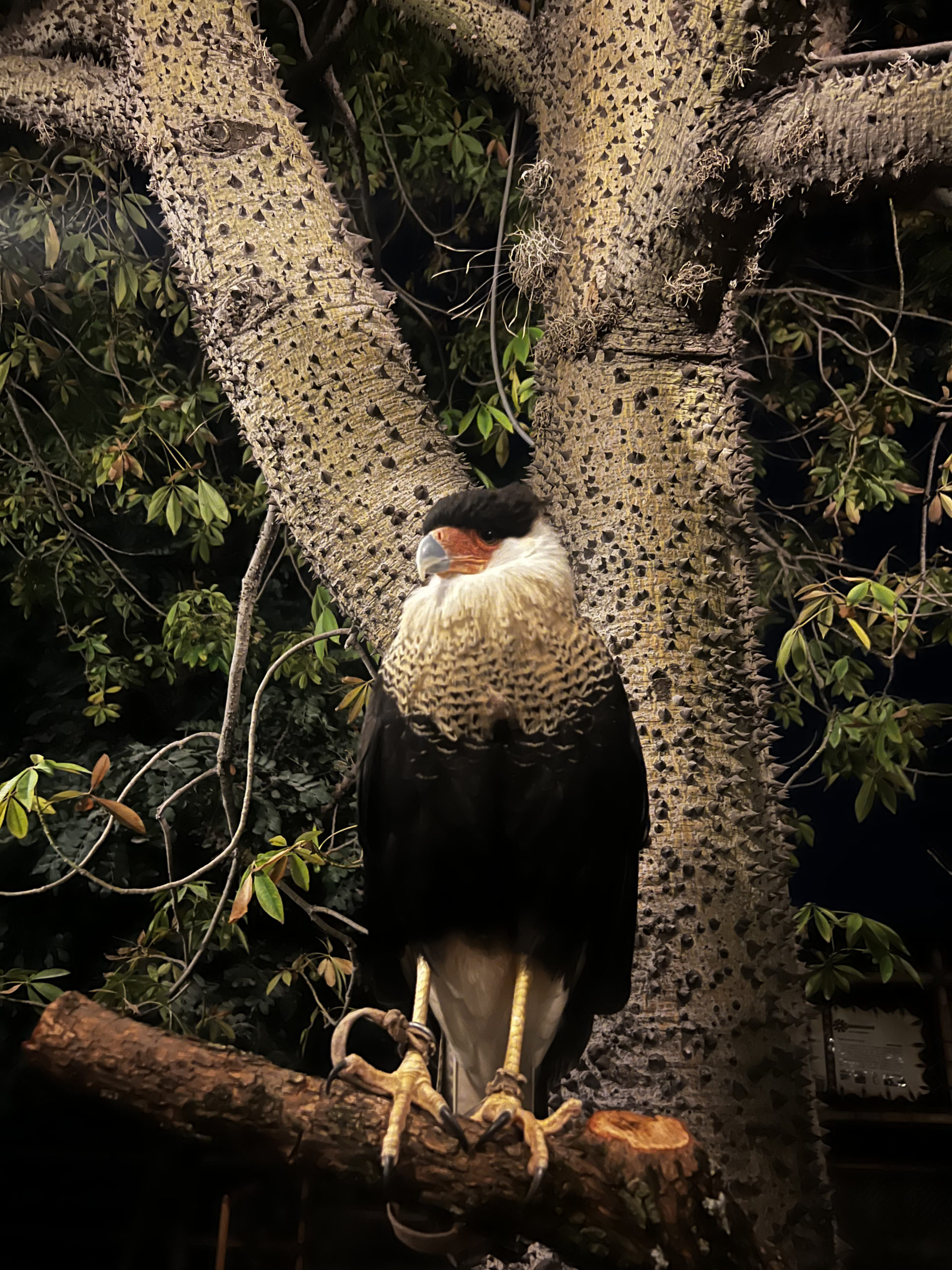 Moon-Safari_caracara