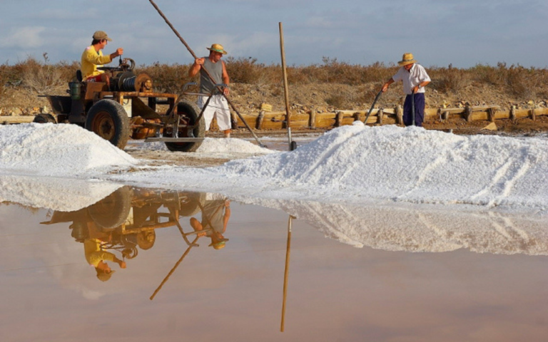 El Centenario de la Sociedad Cooperativa de Salineros: El Oro Blanco de Colima en Su Máximo Esplendor