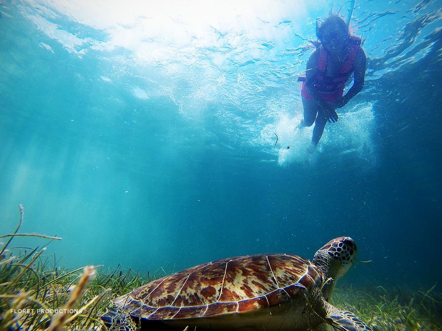 akumal quintana roo nado tortugas