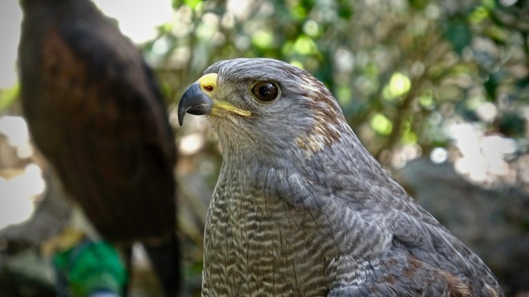 akumal-quintana-roo-natura-rescue-especies