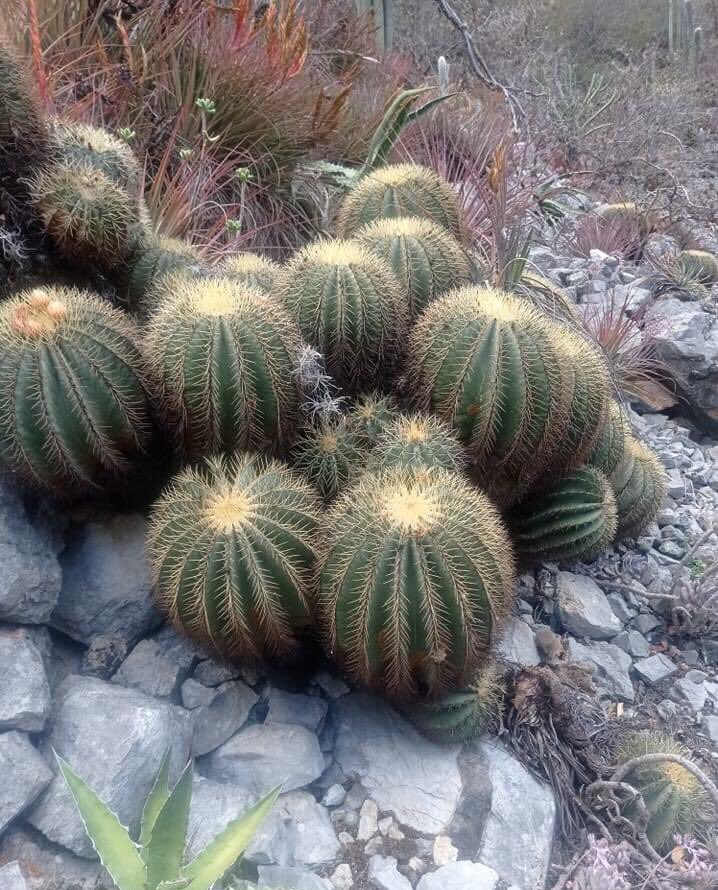 cactus reserva de la biósfera barranca de metztitlán