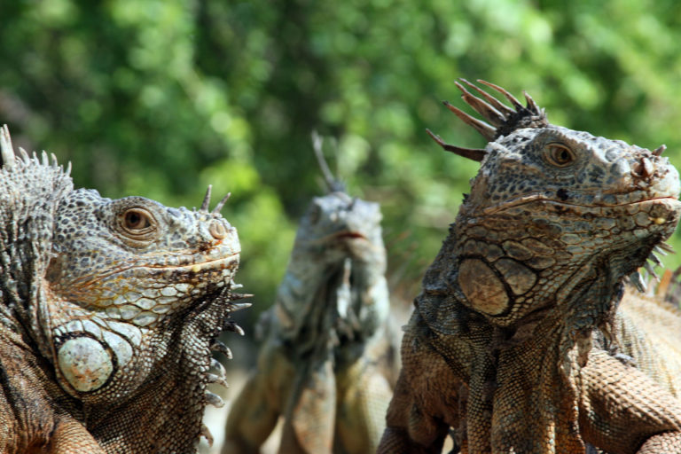 iguanas-Iguanario- Archundia