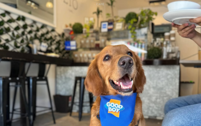 Cafeterías pet friendly en CDMX para ir con tus perrhijos