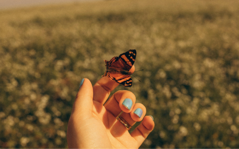 Michoacán celebra 50 años del descubrimiento de santuarios de la Mariposa Monarca