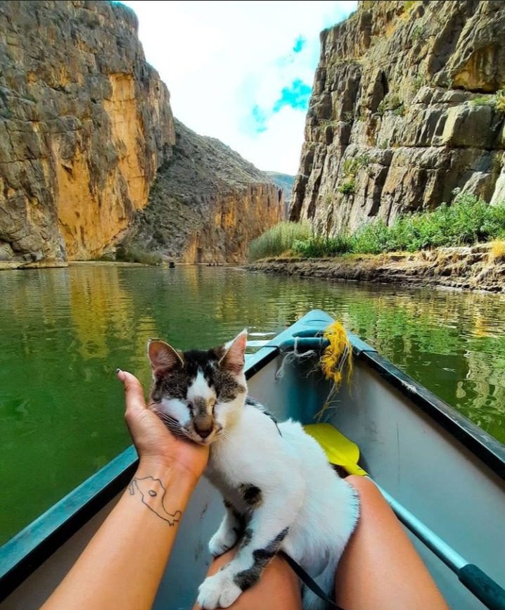 mascotas-pegüis-ojinaga-chihuahua-que-hacer